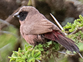 Black-faced Waxbill, Seronera area, Serengeti NP, Tanzania