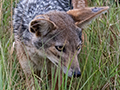 Black-backed Jackal, Drove from Ang'Ata to Arusha, Tanzania