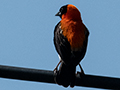 Black Bishop, The Lark Plains, Tanzania