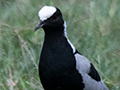 Blacksmith Lapwing, Big Marsh, Ndutu Area, Tanzania