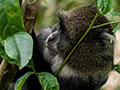 Blue Monkey, Arusha National Park, Tanzania