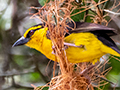 Black-necked Weaver, Matete Picnic Area, Tarangire NP, Tanzania