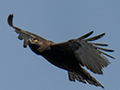 Brown Snake-Eagle, Elephant Hotel, Same, Tanzania