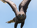 Brown Snake-Eagle, Mkomazi NP, Tanzania
