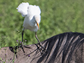 Cattle Egret on Blue Wildebeest, Drive Through the Central Serengeti, Tanzania