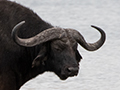 Cape Buffalo, Ngorongoro Crater, Tanzania