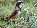 Capped Wheatear, The Lark Plains, Tanzania
