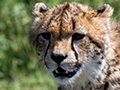 Cheetah (2), Big Marsh, Ndutu Area, Tanzania