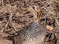 Coqui Francolin, Seronera area, Serengeti NP, Tanzania
