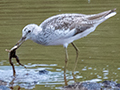 Common Greenshank, Big Marsh, Ndutu Area, Tanzania