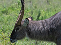 Common Waterbuck, Tanzania