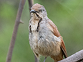 Collared Palm-Thrush, Lake Manyara NP Game Drive, Tanzania