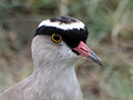 Crowned Lapwing, Ngorongoro Crater, Tanzania