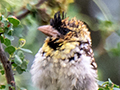 D'Arnaud's Barbet (boehmi subspecies), Lemiani Circuit Tarangire NP, Tanzania