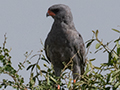 Dark Chanting-Goshawk, Seronera Area, Serengeti NP, Tanzania