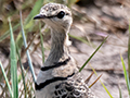 Double-banded Courser, Lemiani Circuit Tarangire NP, Tanzania