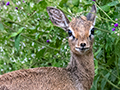 Kirk's Dik-dik, Serengeti NP, Tanzania