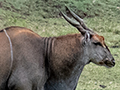 Eland, Ngorongoro Crater, Tanzania