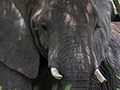 African Elephant
