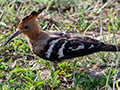 Eurasian Hoopoe, Seronera Area, Serengeti NP, Tanzania