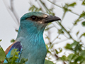 European Roller, Lemiani Circuit Tarangire NP, Tanzania