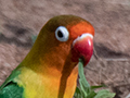 Fischer's Lovebird, Seronera area, Serengeti NP, Tanzania