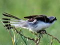 Gray-backed Fiscal, Drive Through the Central Serengeti, Tanzania