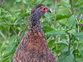Gray-breasted Francolin, a Tanzanian Endemic, Serengeti NP, Tanzania