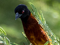 Golden-backed Weaver, En route to Arusha National Park, Tanzania