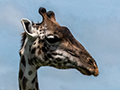 Masai Giraffe, Drive Through the Central Serengeti, Tanzania