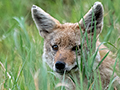 Golden Jackal, Ngorongoro Crater, Tanzania