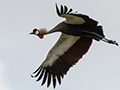 Gray Crowned-Crane, Arusha National Park, Tanzania