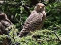 Greater Kestrel, Drive Through the Central Serengeti, Tanzania