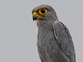 Gray Kestrel, Seronera Area, Serengeti NP, Tanzania