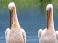 Great White Pelican, Ngorongoro Crater, Tanzania