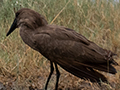 Hamerkop, Ngorongoro Crater, Tanzania