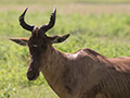 Coke's Hartebeest, Ngorongoro Crater, Tanzania