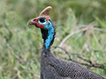 Helmeted Guineafowl, Ngorongoro Crater, Tanzania
