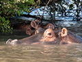 Hippopotamus, Drive Through the Central Serengeti, Tanzania
