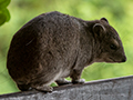 Rock Hyrax, Seronera Area, Serengeti NP, Tanzania