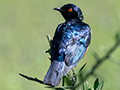 Hildebrandt's Starling, Big Marsh, Ndutu Area, Tanzania
