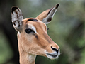 Impala, Game Drive, Tarangire NP, Tanzania