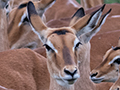 Impala, Big Marsh, Ndutu Area, Tanzania