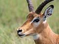 Impala, Seronera Area, Serengeti NP, Tanzania