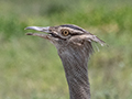 Kori Bustard, Drive Through the Central Serengeti, Tanzania