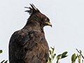 Long-crested Eagle, Big Marsh, Ndutu Area, Tanzania