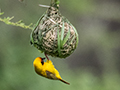 Nesting Lesser Masked-Weaver, Game Drive, Tarangire NP, Tanzania