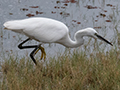 Little Egret, Ngorongoro Crater, Tanzania