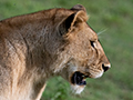 Lion, Serengeti NP, Tanzania