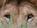 Lion, Drove from Ang'Ata to Arusha, Tanzania